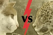 House Cat versus Leopard